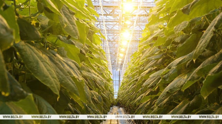 Белорусские учёные разрабатывают LED-светильники для утроения антиоксидантов в растениях